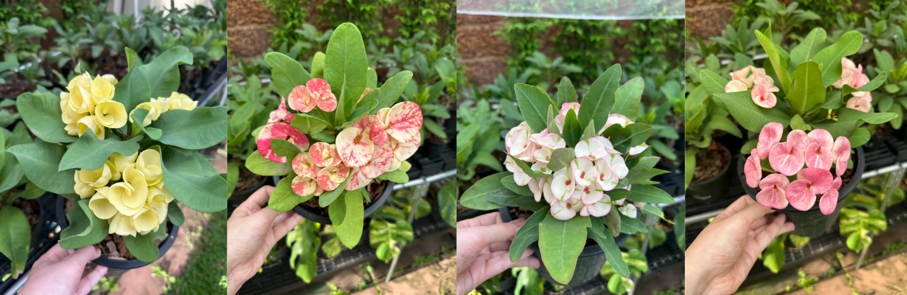 rhododendron d12 Dandy Man Color Wheel Rhododendron | Three Colors in One main image 0