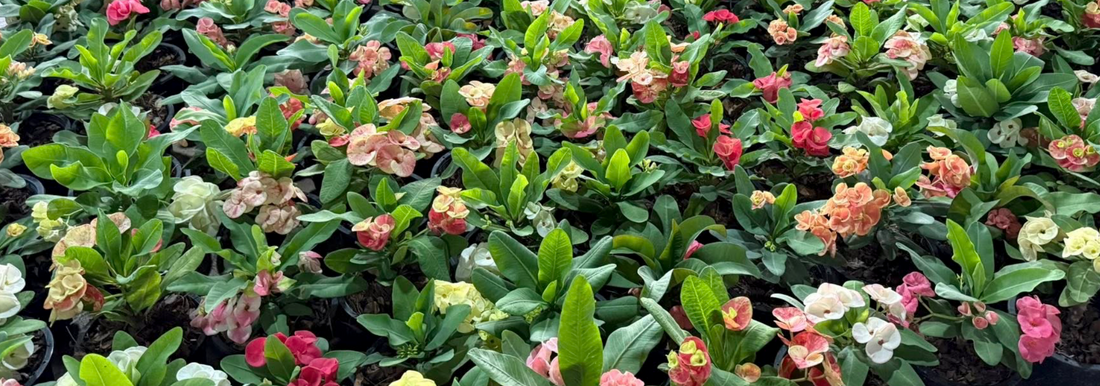 Buy Euphorbia milii and Adenium from Thai garden
