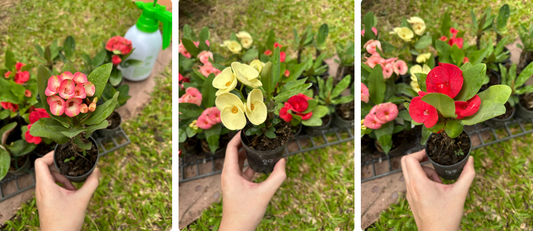 How We Pack Euphorbia Milii (Crown of Thorns) for International Shipping