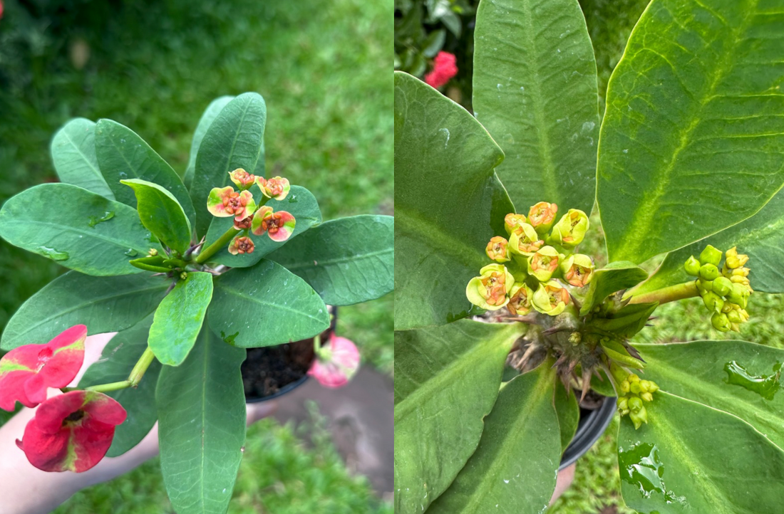 small flowers crown of thorns