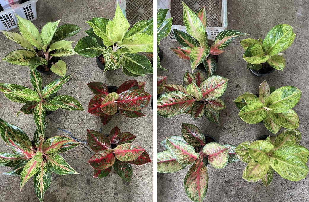 Packing Aglaonema plants for USA and Canada delivery