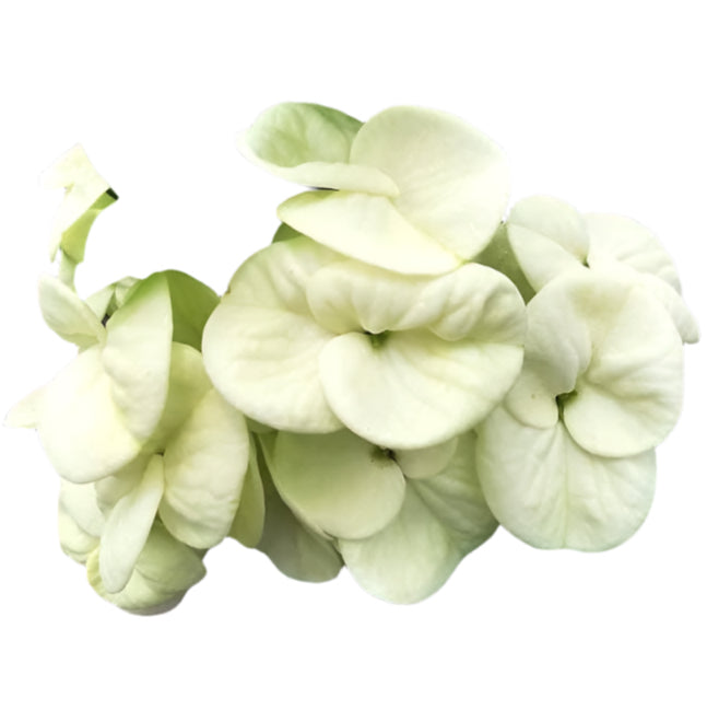 Euphorbia milii - Tweety