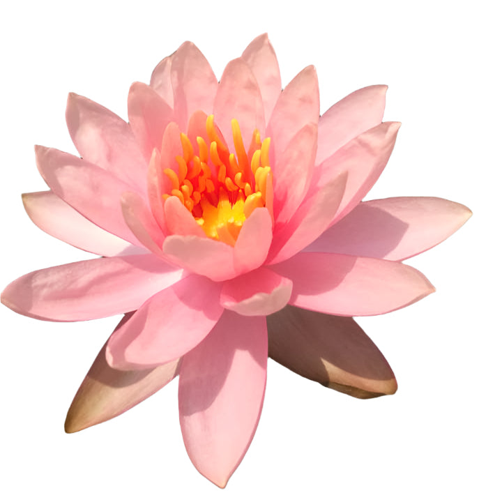Water lily - Colorado