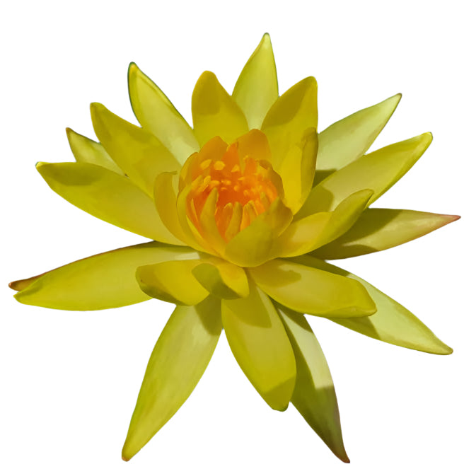 Water lily - Mexicana