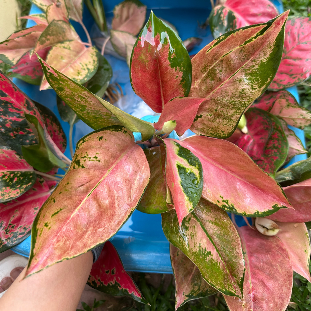 Aglaonema plants from Thailand