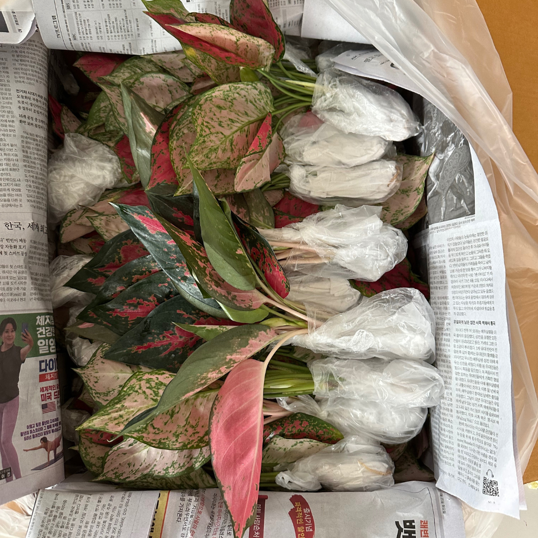 Aglaonema for sale from Thai garden