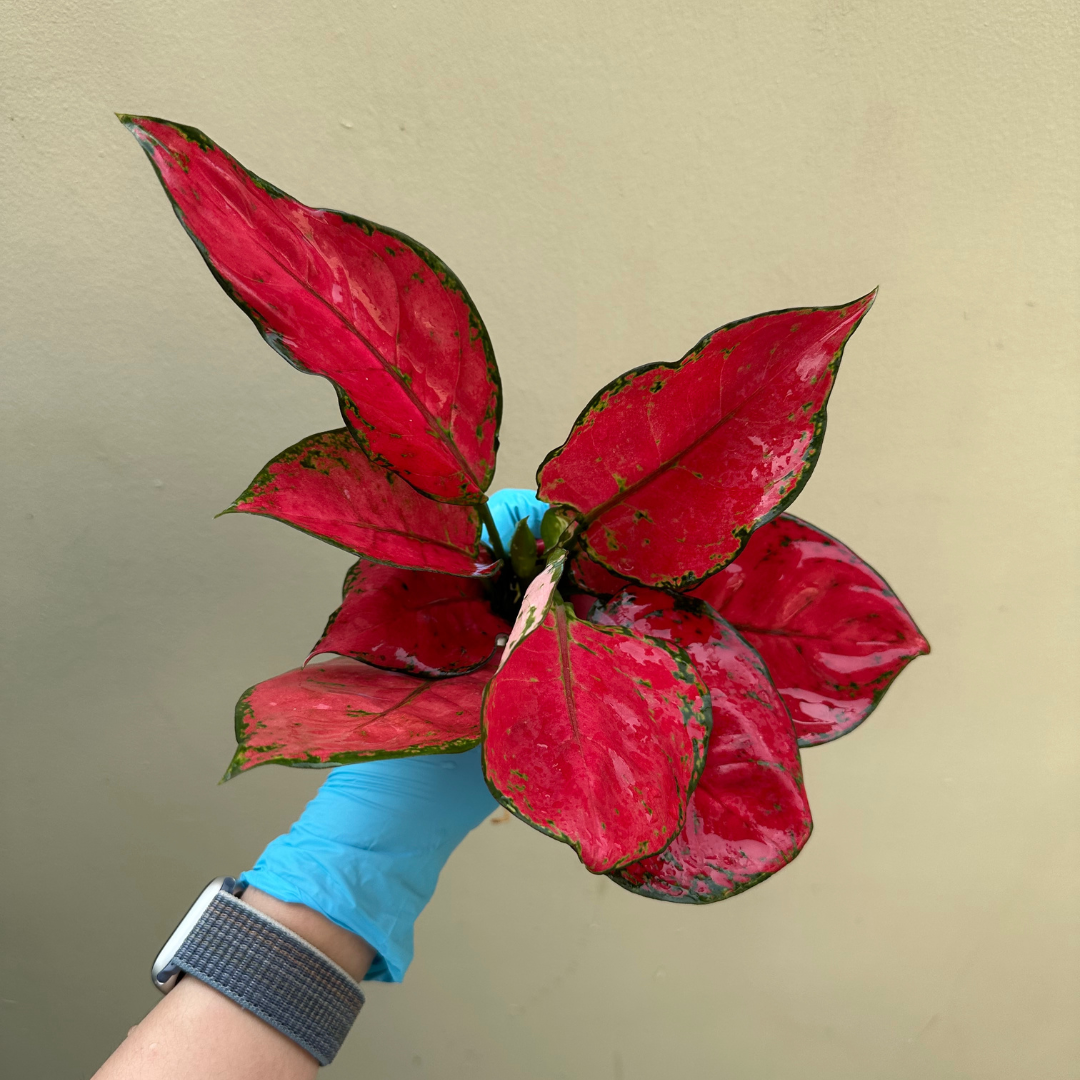Super red aglaonema for sale