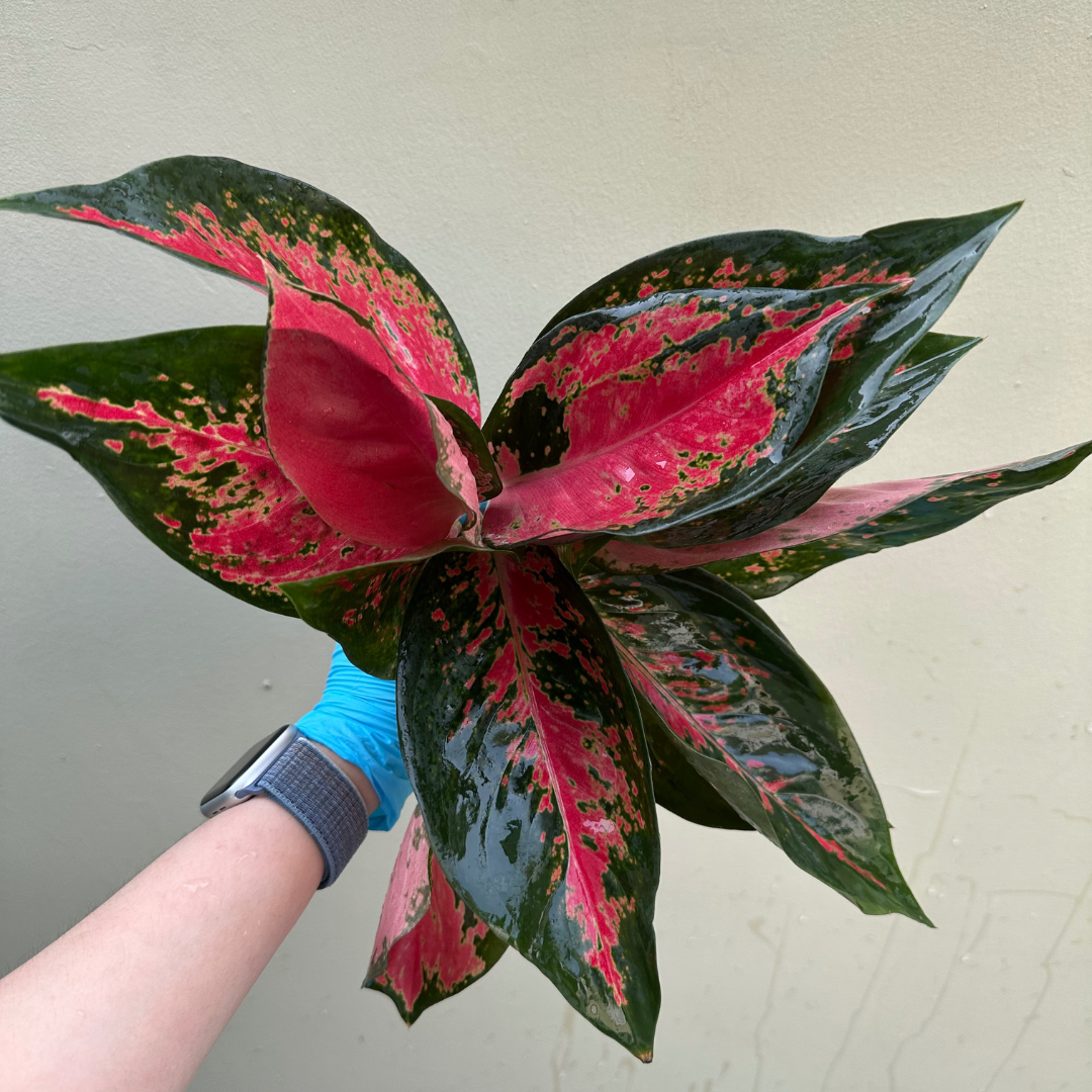 Rare Aglaonema from Thailand