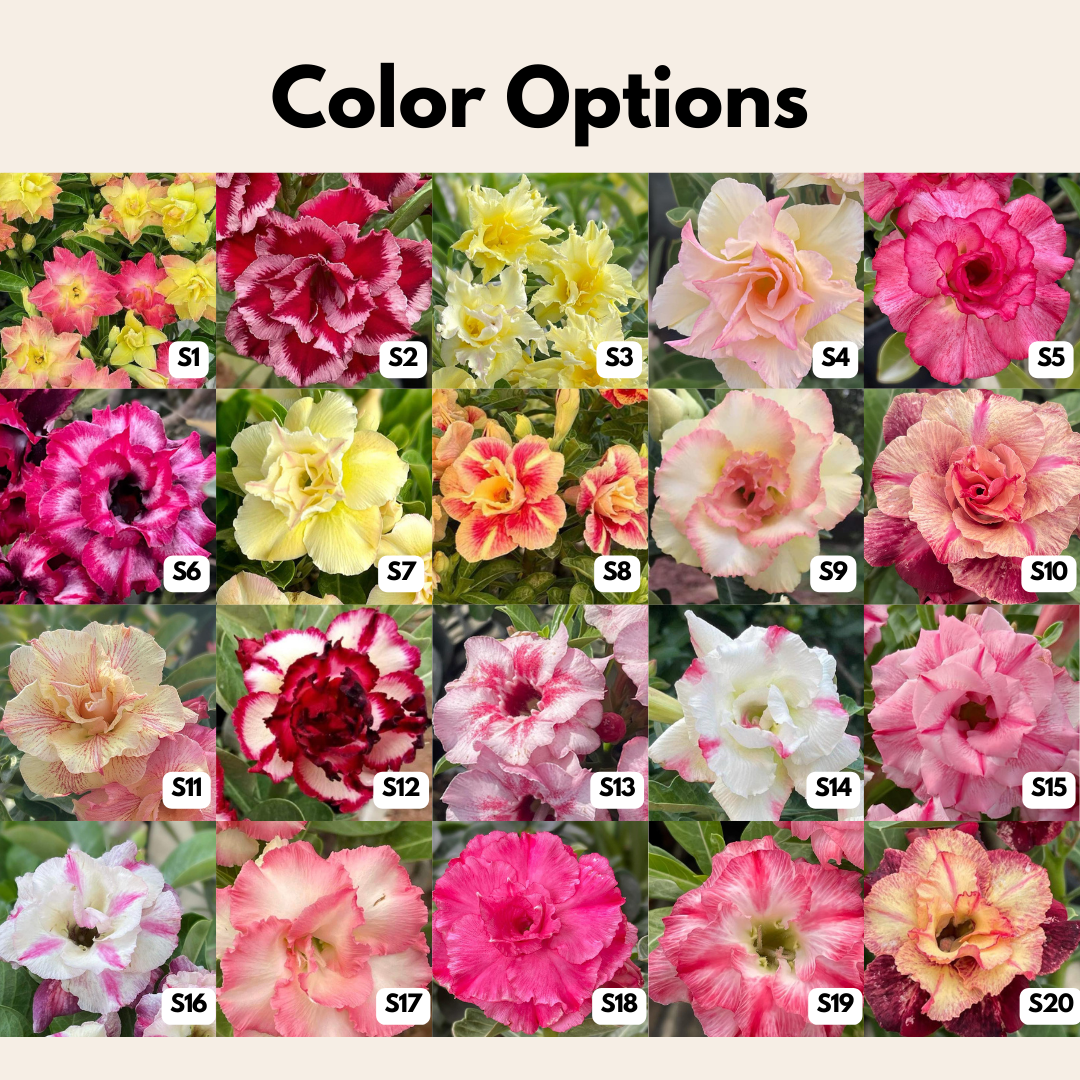 10 Adenium Plants | Choose any 10 colors you want
