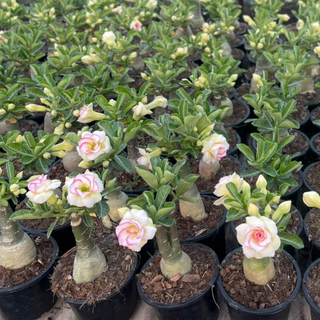 10 Adenium Plants | Choose any 10 colors you want