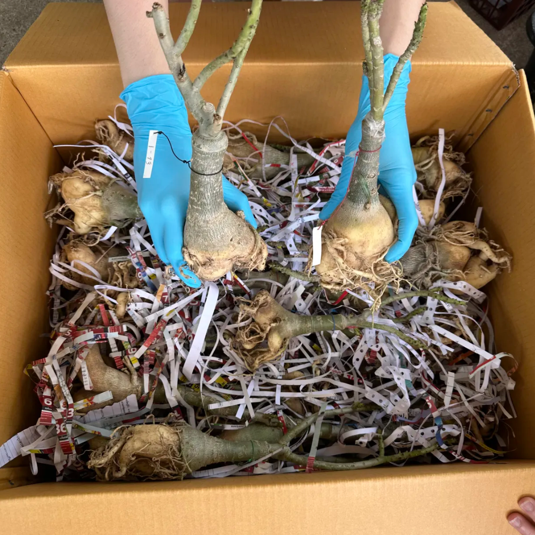 10 Adenium Plants | Choose any colors you want