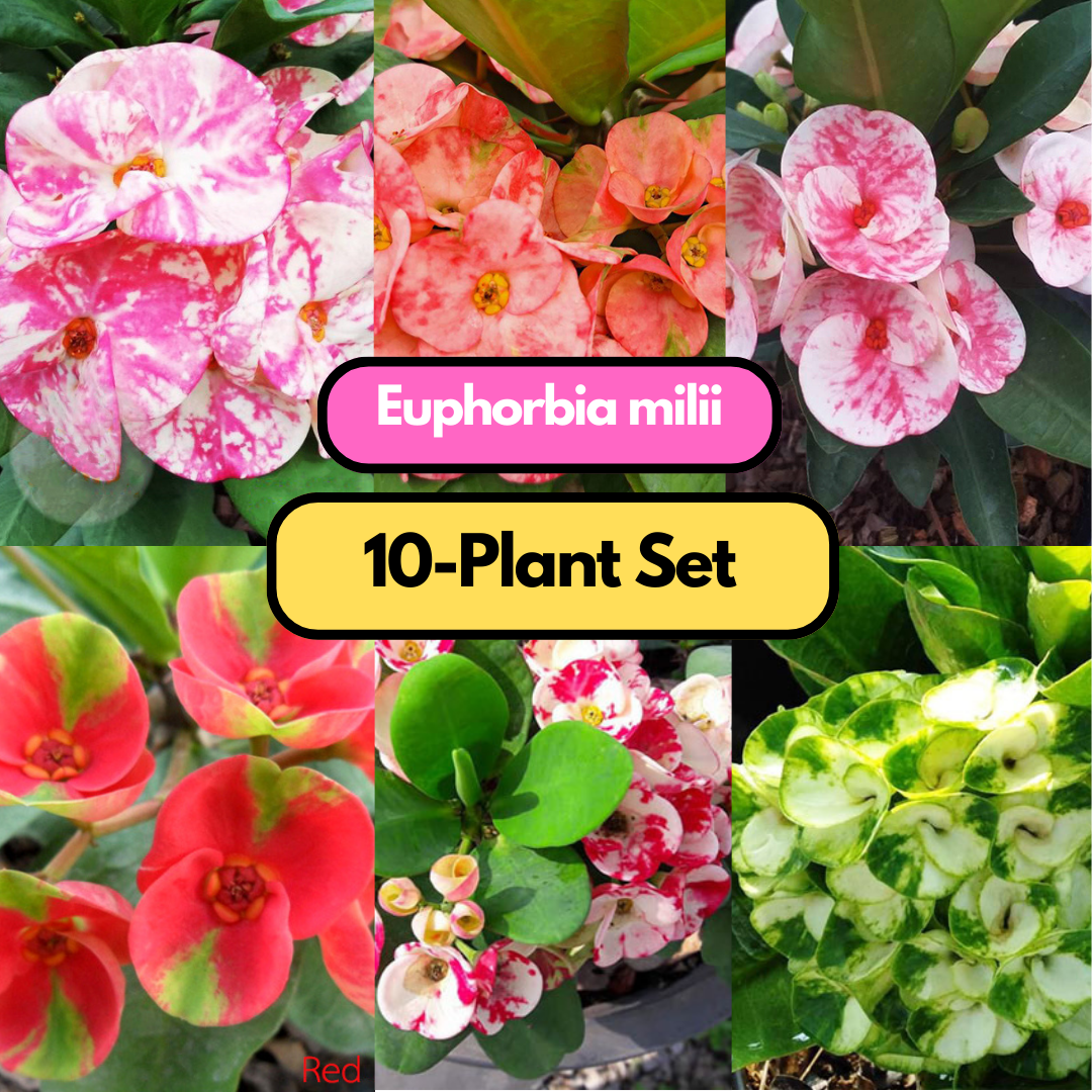 Euphorbia milii 10 plants set - choose any color you want