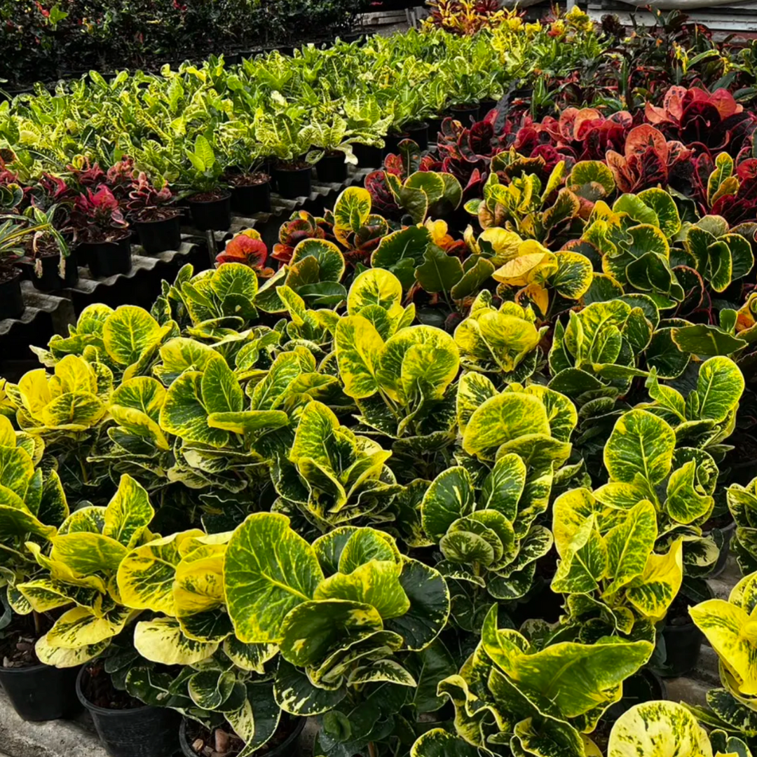 Croton garden in Thailand