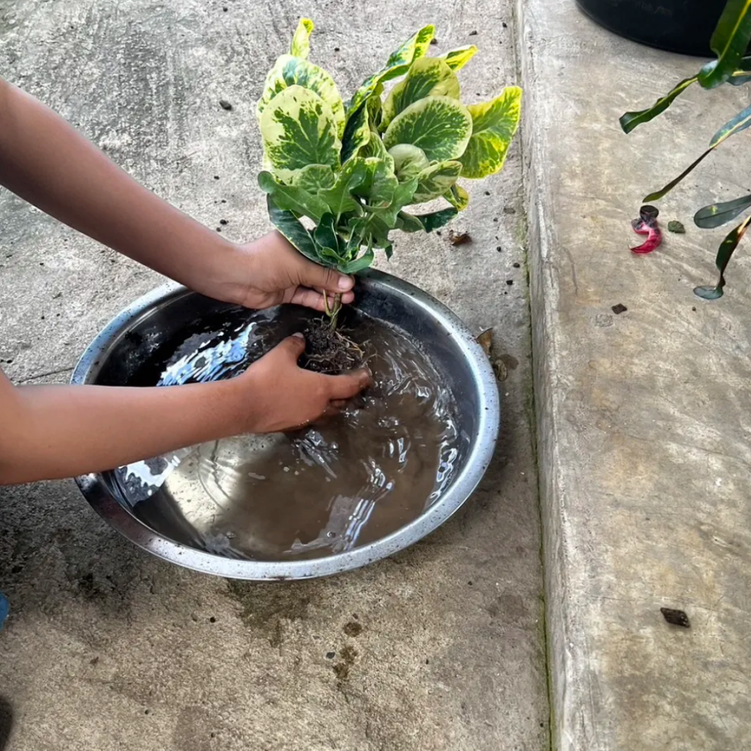 croton plant packing