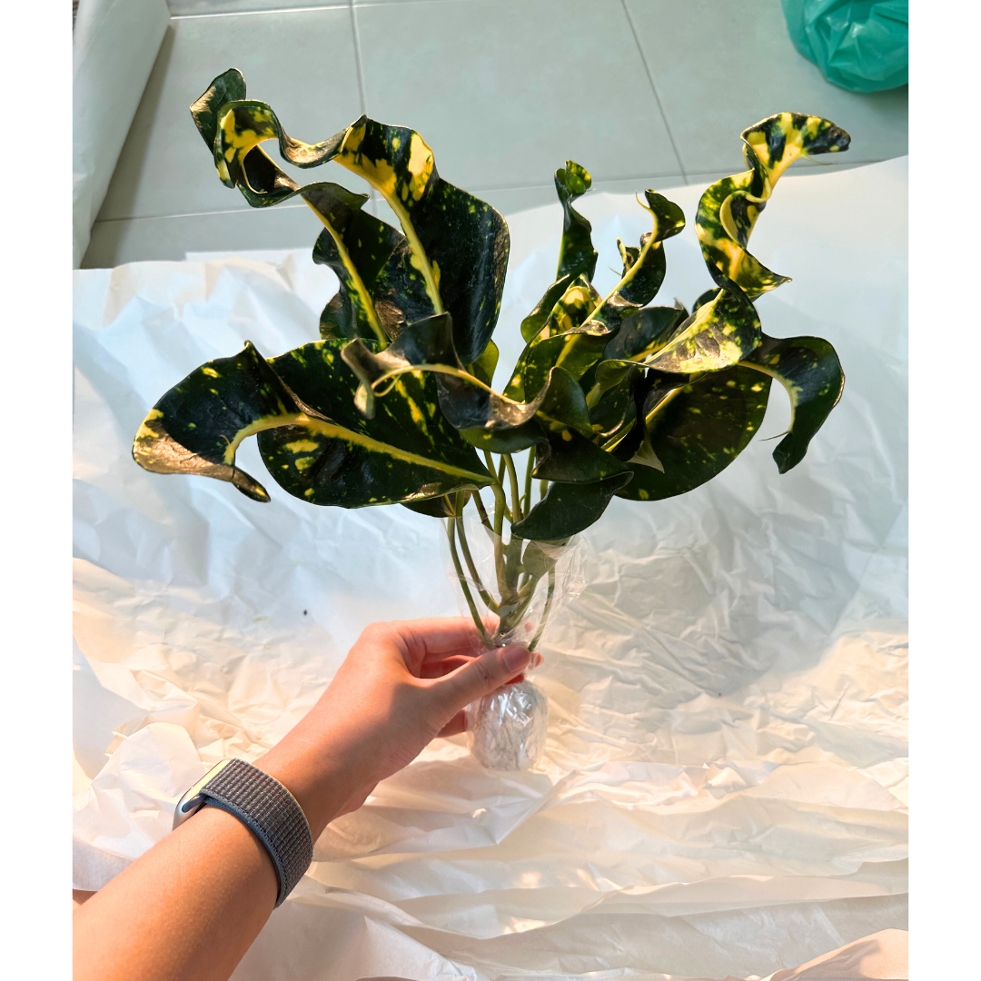 croton plant for sale