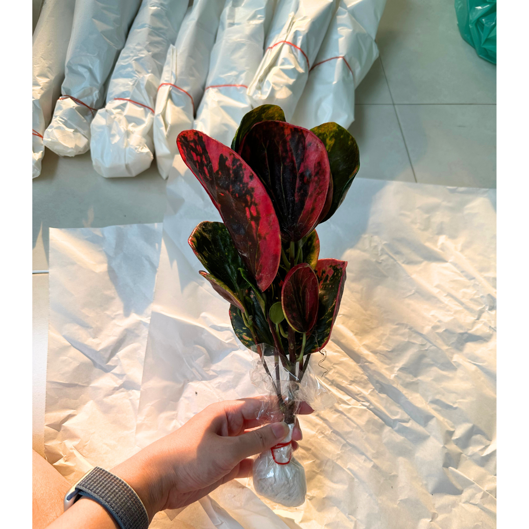 croton plant nursery