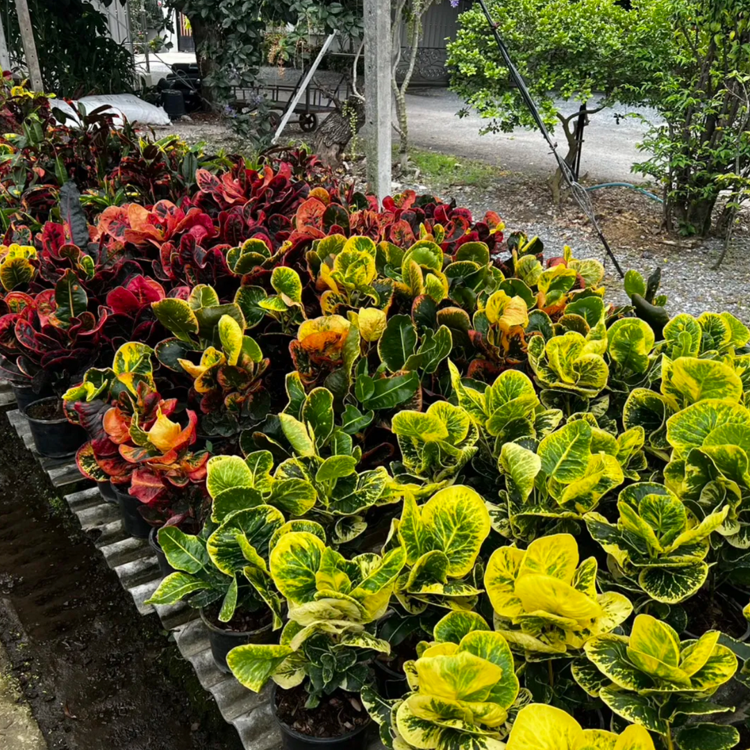 Croton plant nursery in thailand