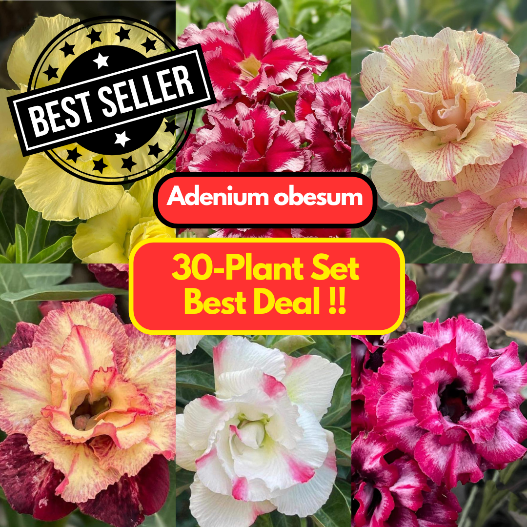 30 Adenium obesum Plants | Best Value !! | Choose any 30 colors you want