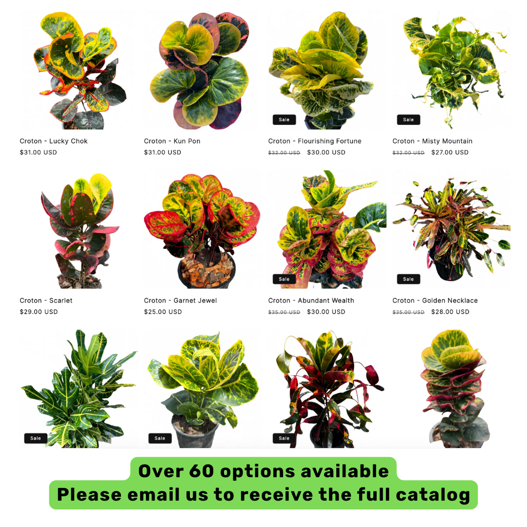 Croton plant thai variety