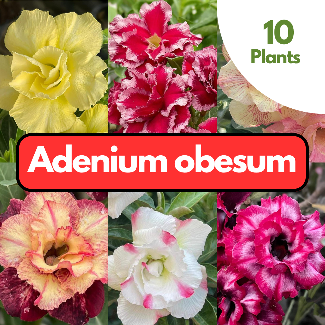 10 Adenium Plants | Choose any colors you want
