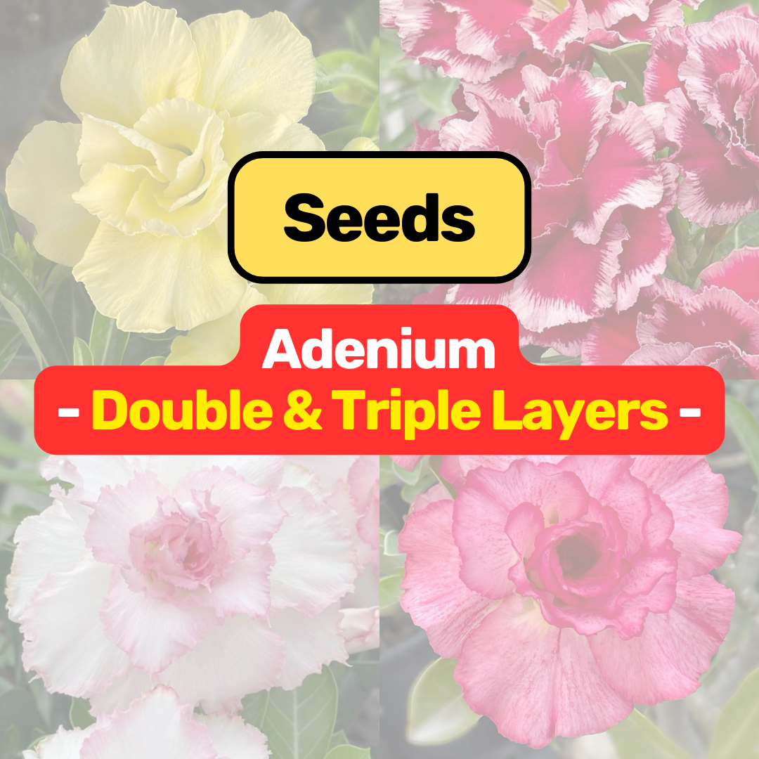 desert rose seeds thailand Adenium obesum (double & triple layers) Seeds – Free Pollinated – PKP Garden