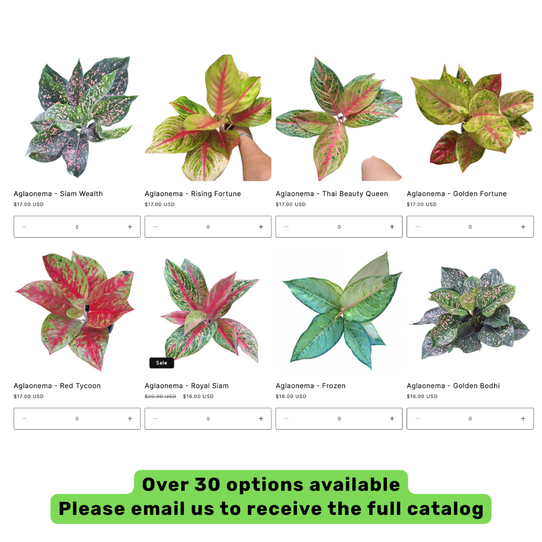 30 Aglaonema Plants | Best Value !! | Choose any 30 varieties you want