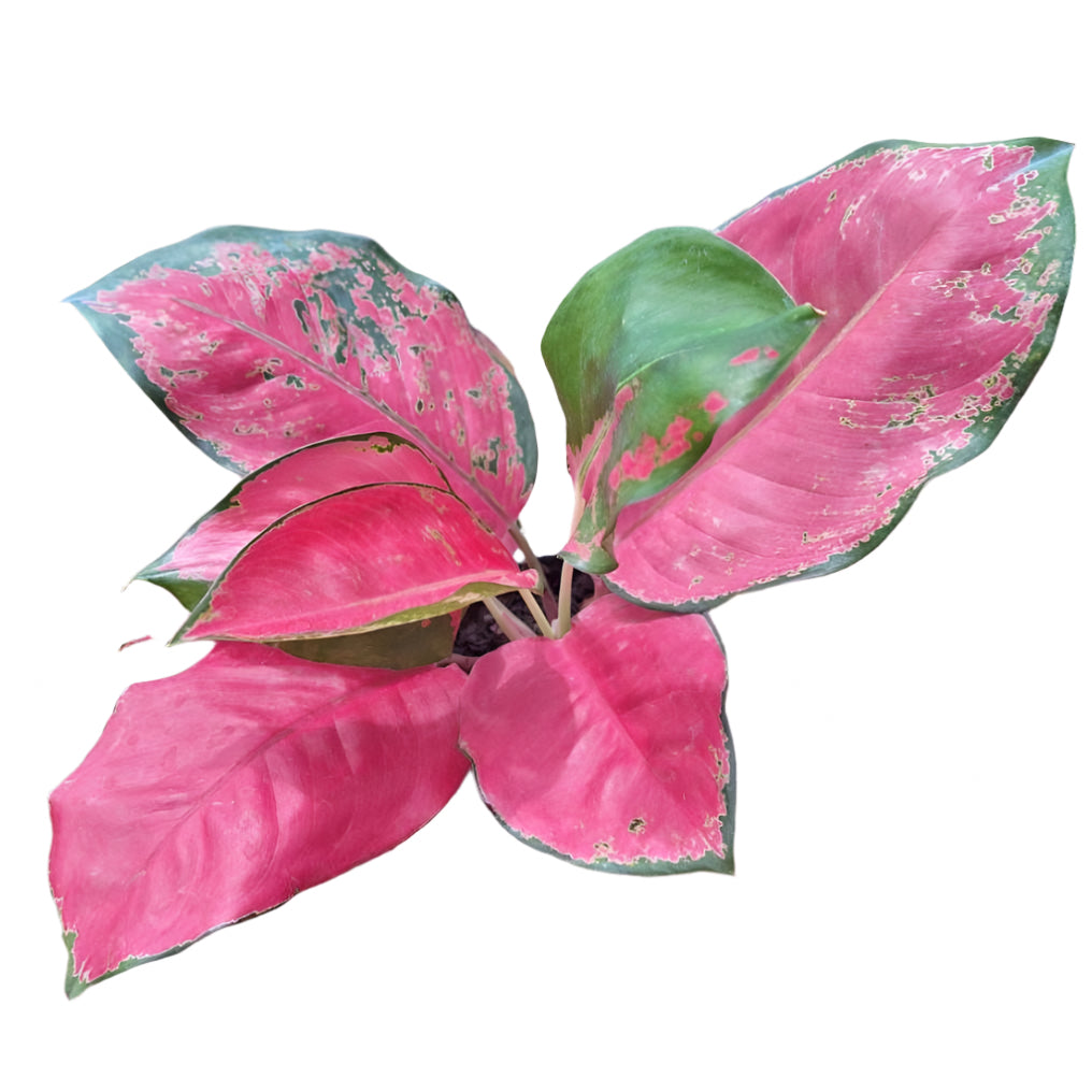 Aglaonema - Red Elephant