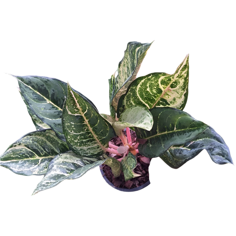 aglaonema lucky Aglaonema Lucky Green