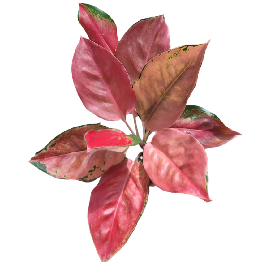 aglaonema pink gem Aglaonema Diamond Pink – PKP Garden