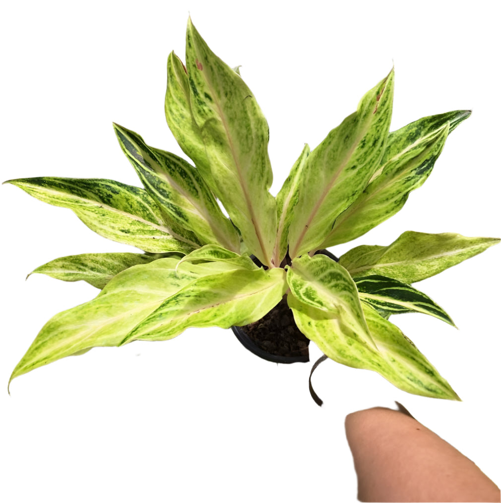Aglaonema - White Panama