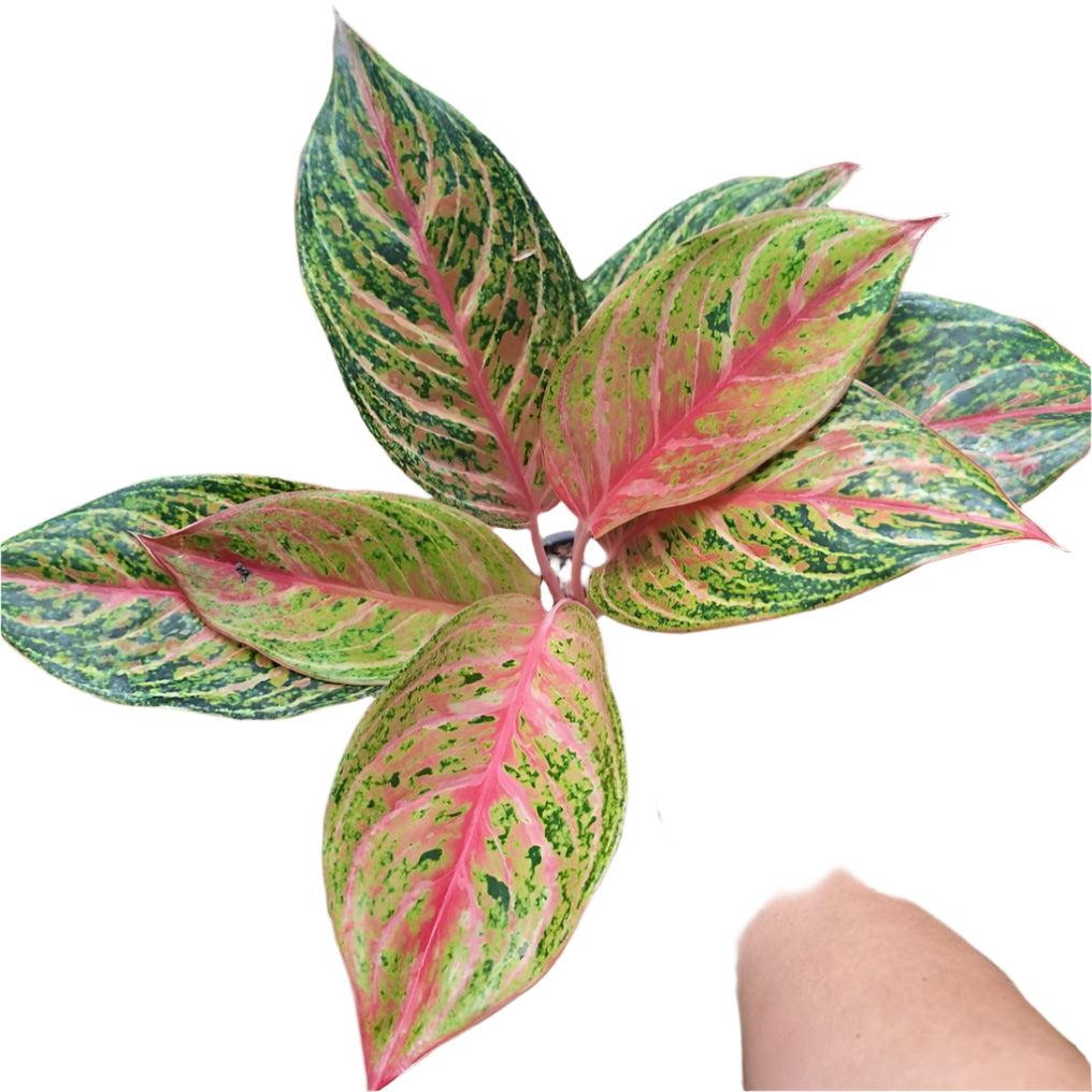 Aglaonema - Thai Beauty Queen