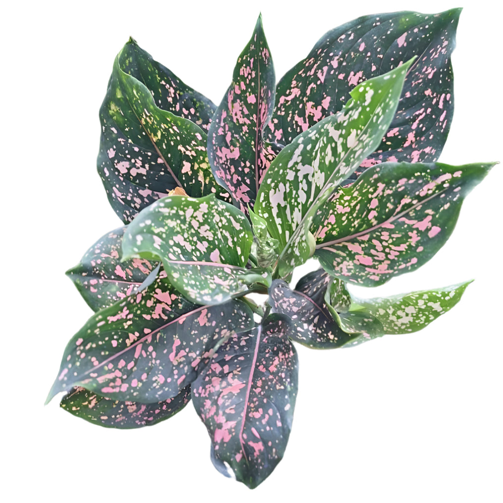 Aglaonema - Siam Wealth