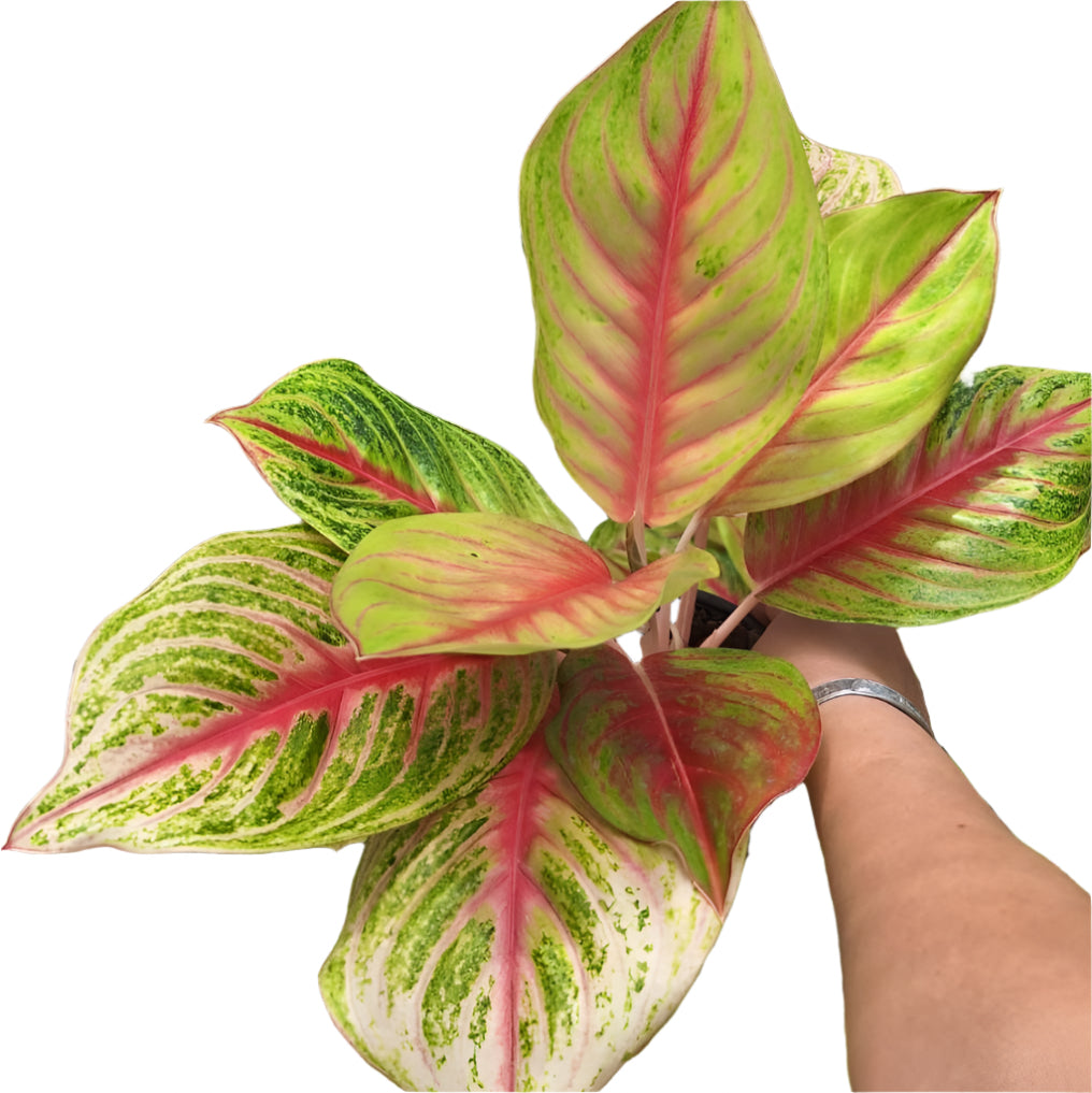 Aglaonema - Rising Fortune