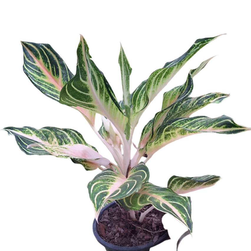 aglaonema pink panama Aglaonema Panama – PKP Garden
