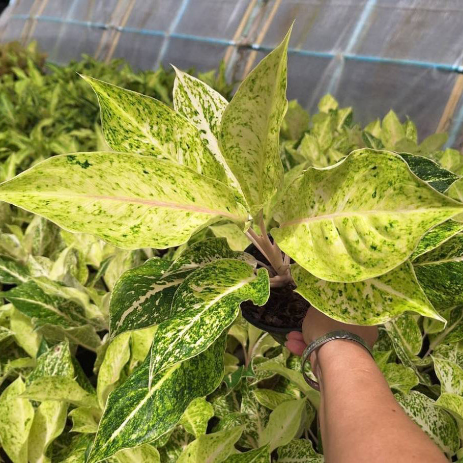 aglaonema gold Aglaonema Gold LukSap – PKP Garden