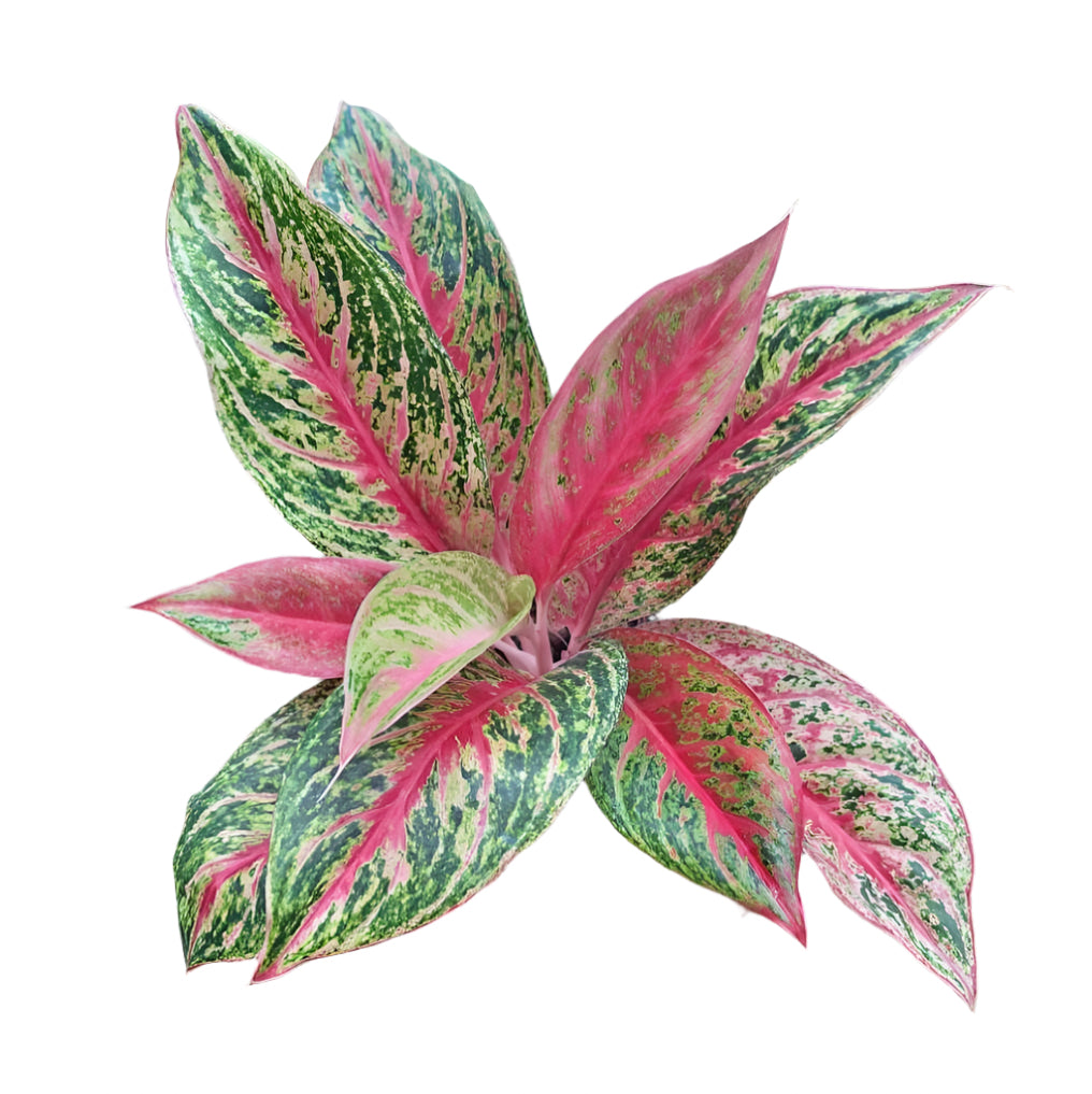 Aglaonema - Royal Siam