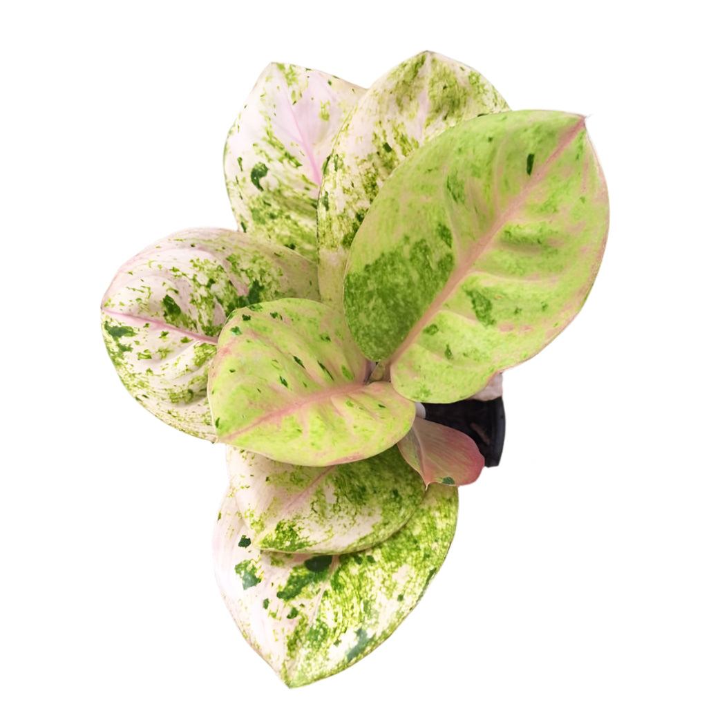 Aglaonema - Golden Bangle