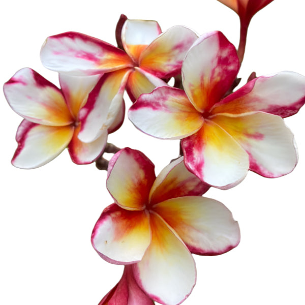 Plumeria | Buddharaksa - Rooted Cutting 30 cm - Strong Root System