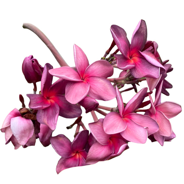 Plumeria | Anchan Violet - Rooted Cutting 30 cm - Strong Root System