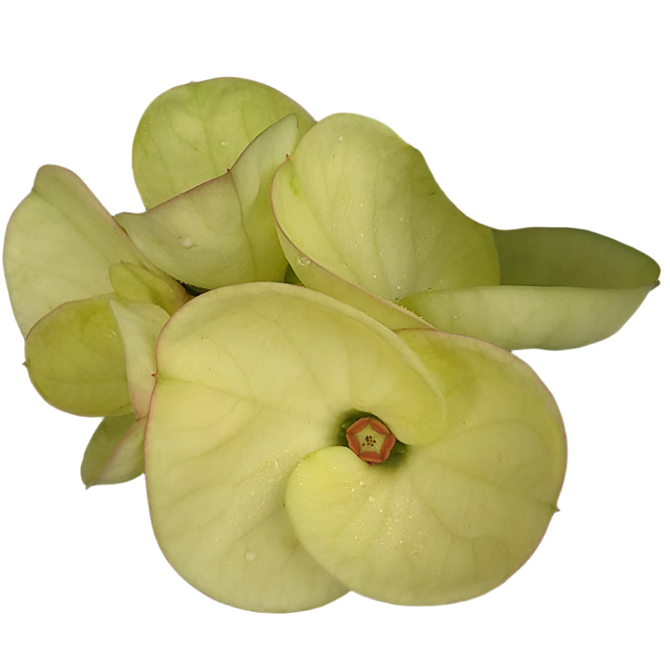 Euphorbia milii - Golden Crown