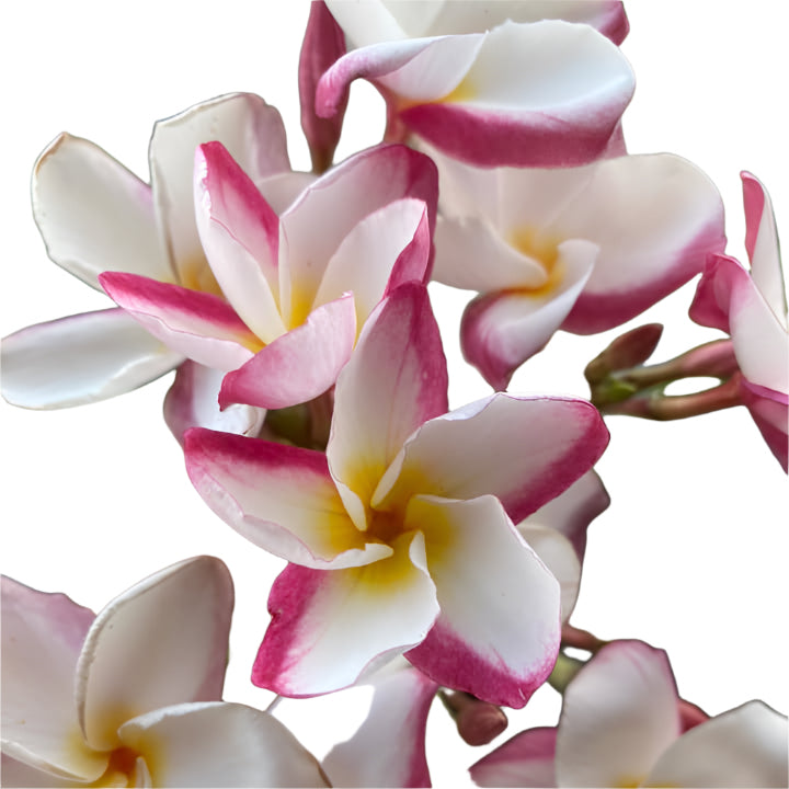 Plumeria | Blushing Lotus - Rooted Cutting 30 cm - Strong Root System
