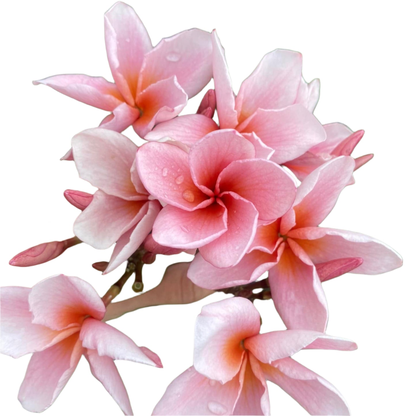 Plumeria | Glorious Dawn - Rooted Cutting 30 cm - Strong Root System
