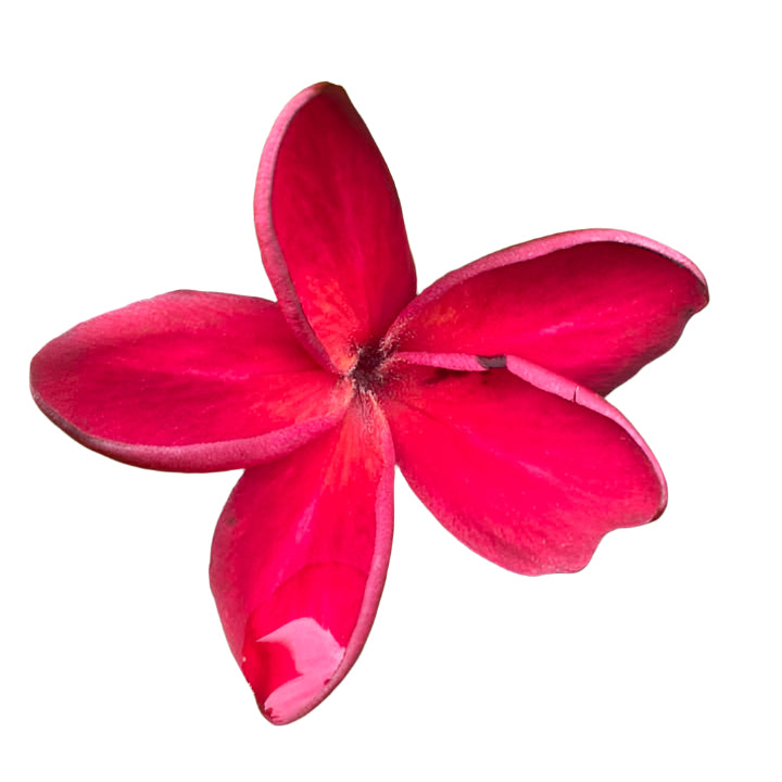 Plumeria | Red Siam - Rooted Cutting 30 cm - Strong Root System