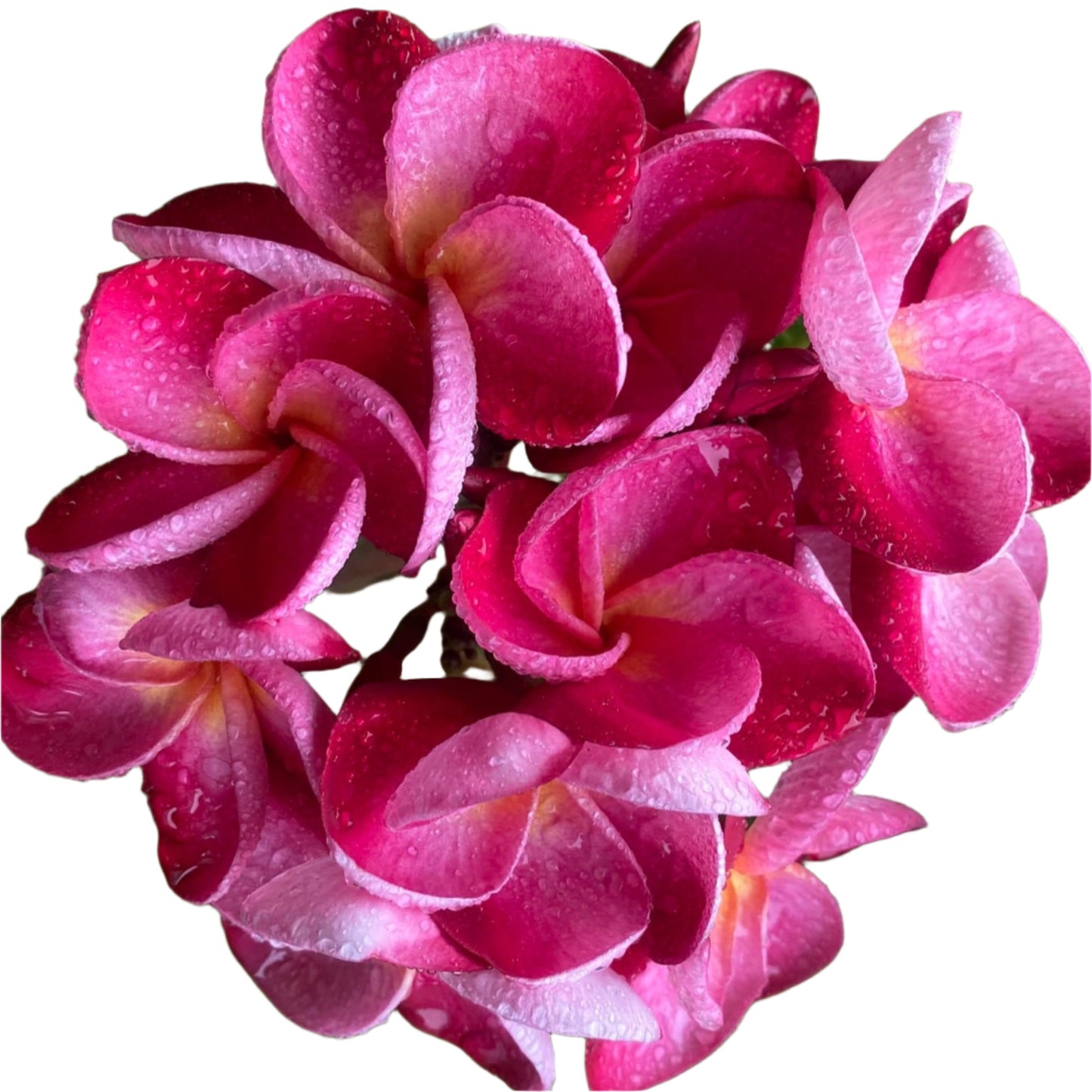 Plumeria | Graceful Charm - Rooted Cutting 30 cm - Strong Root System