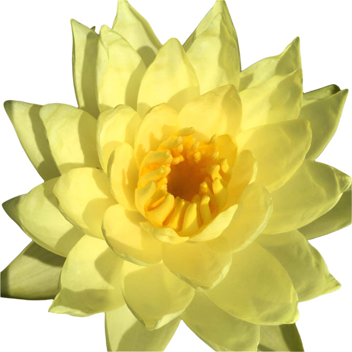 Water lily - Joey Tomacik