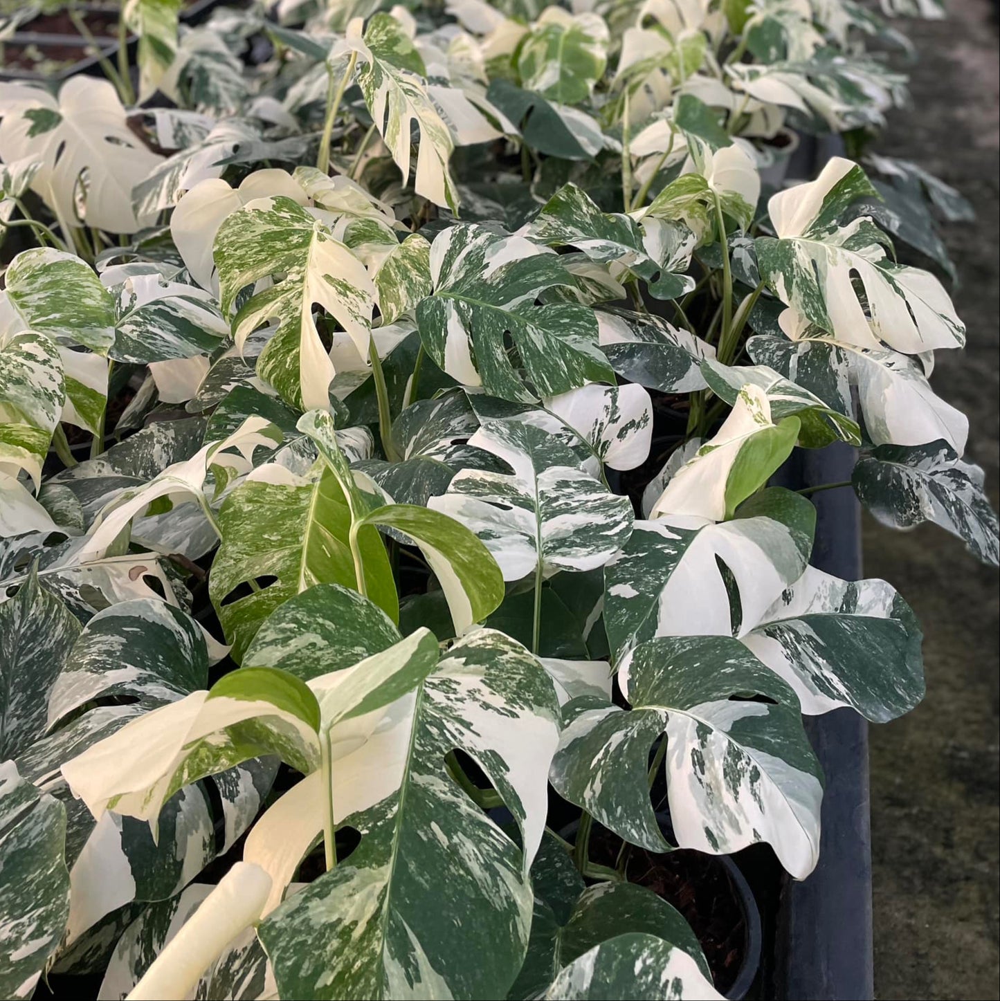 white variegated Monstera Albo