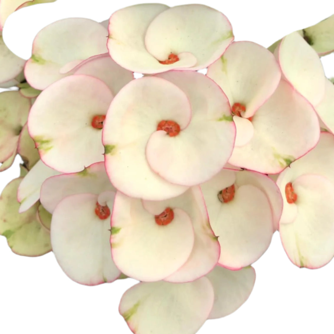 Euphorbia milii - Pinky snow