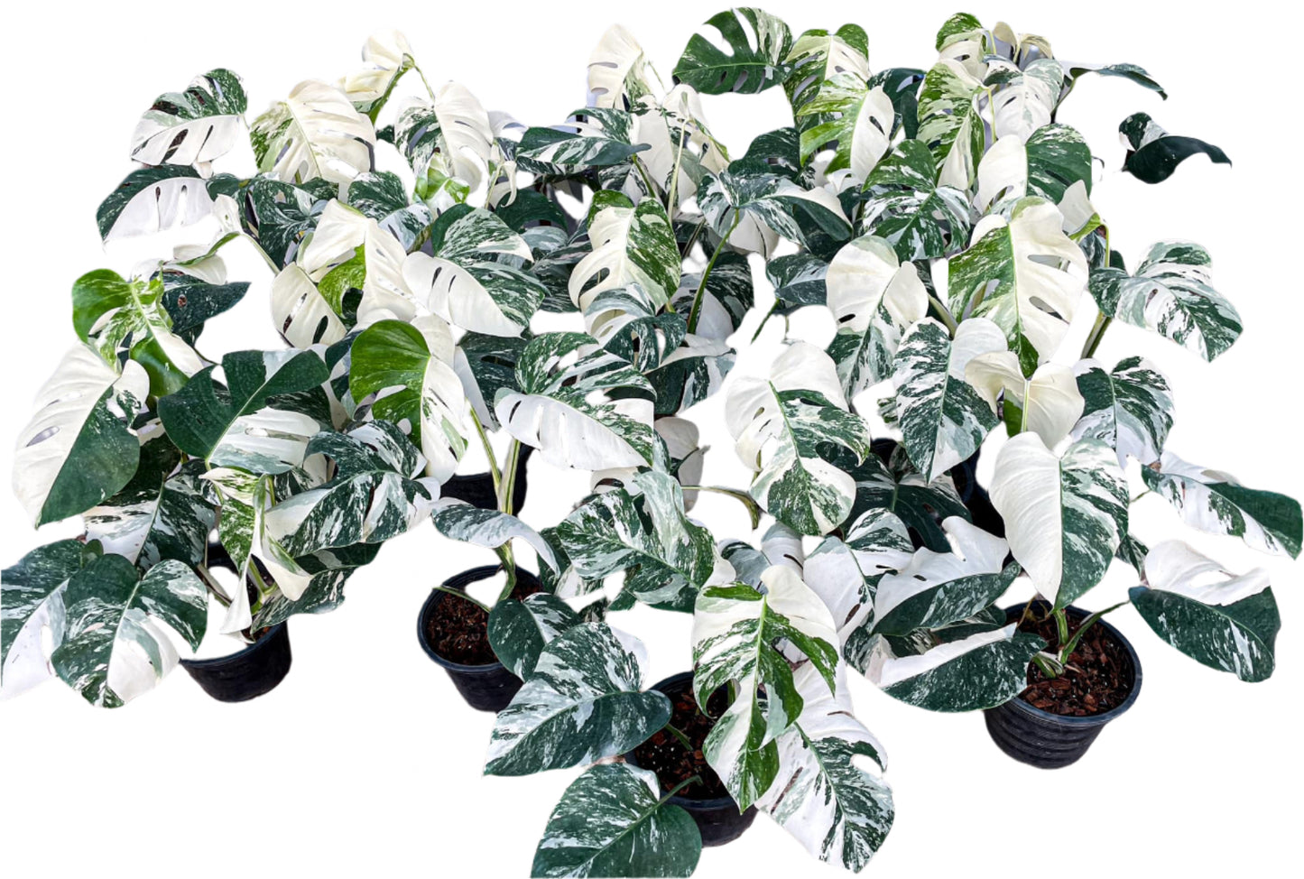Monstera Albo nursery thailand