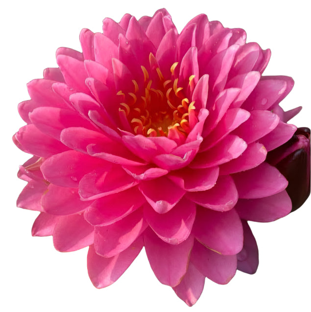 Water lily - Vimolrhat
