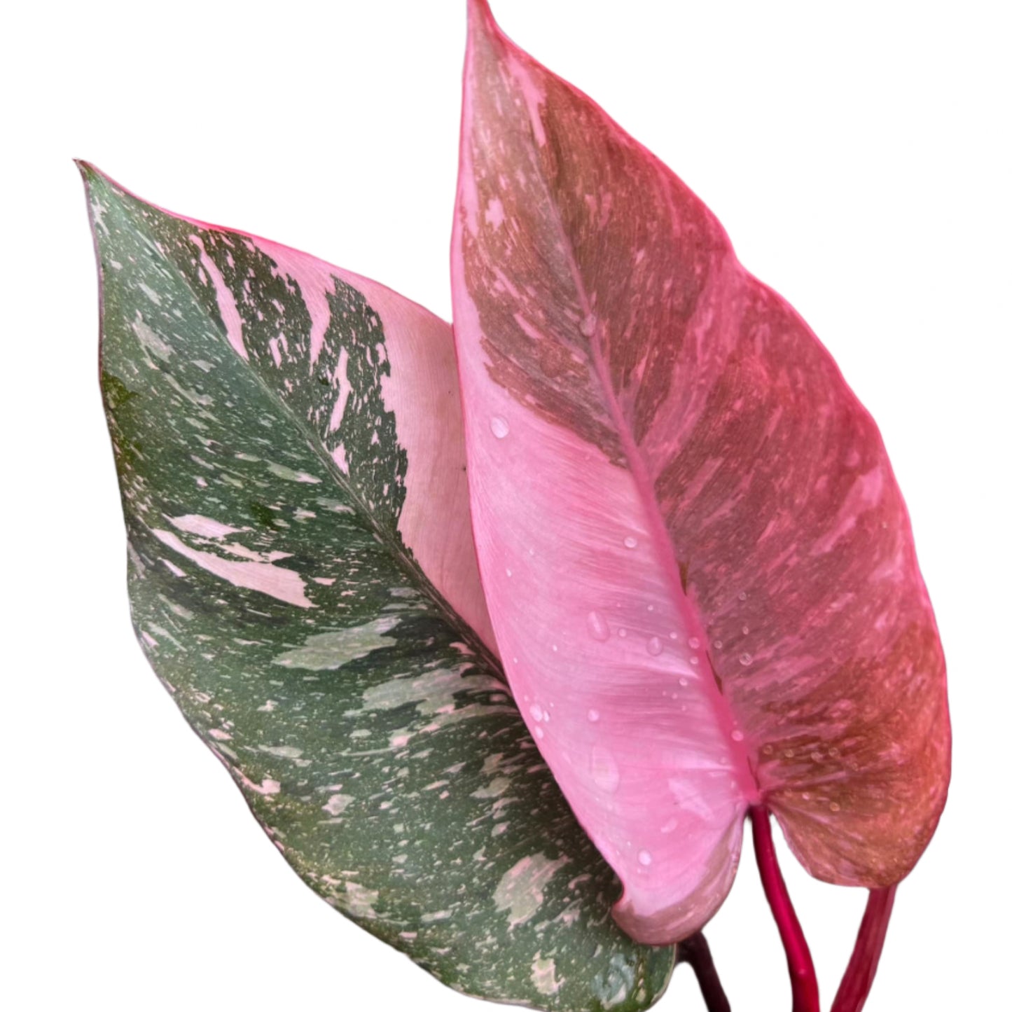 Pink Variegated Philodendron